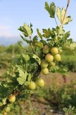 Ribes uva ´Hinnonmäki Grön´ grüne Stachelbeere 40cm