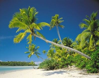 Fototapete 8-884 Cook Island - 368 x 254 cm - Komar - neu - originalverpackt