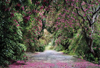 Fototapete 8-985 Wicklow Park - 368 x 254 cm - Komar - neu - originalverpackt