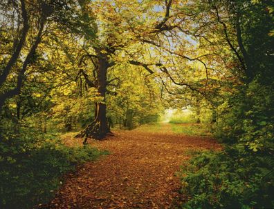 Fototapete 8-068 Autumn Forest - 388 x 270 cm - Komar - neu - originalverpackt