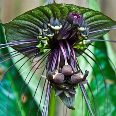 10 Stück lustige seltene schwarze Fledermaus Tacca Chantrieri Whiskers Blumensamen Ga
