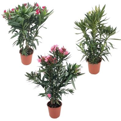 Nerium Oleander Mix - Struik - 1 Stück - Ø20cm - 80cm - Gartenpflanze