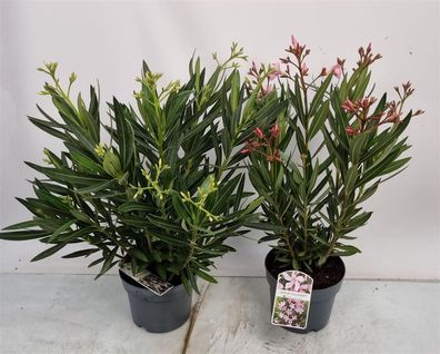 Nerium Oleander Mix Bush - 2 Stücke - Ø19cm - 60cm - Gartenpflanze - Multideal