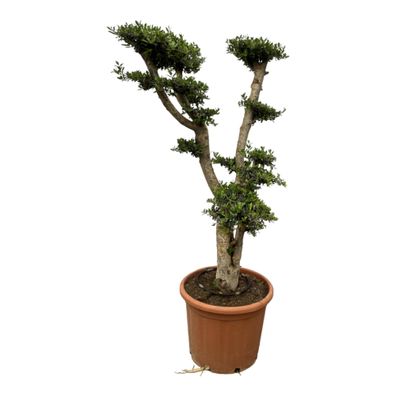 Olea europaea Pon Pon | Gelaagde olijfboom | 180cm | P55