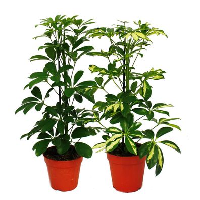 Strahlenaralie Duo - Schefflera - weiss-grünlaubig - 12cm Topf - 2 Pflanzen