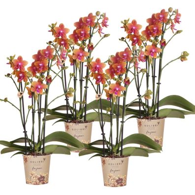 Kolibri Orchids | KOMBI Angebot von 4 duftenden orangefarbenen Phalaenopsis-Orchid..