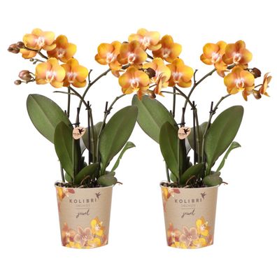 Kolibri Orchids | KOMBI Angebot von 2 Phalaenopsis-Orchideen - Las Vegas - Topfgr?..