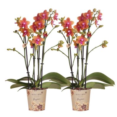 Kolibri Orchids I KOMBI Angebot von 2 duftenden orangefarbenen Phalaenopsis-Orchid..