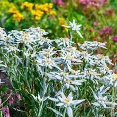 Samen Alpen-Edelweiß (Leontopodium alpinum), winterhart, Steingarten, selten