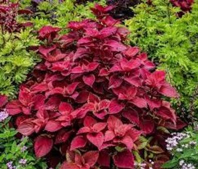 Samen Buntnessel, Farbmix (Solenostemon scutellarioides, Coleus blumeii)