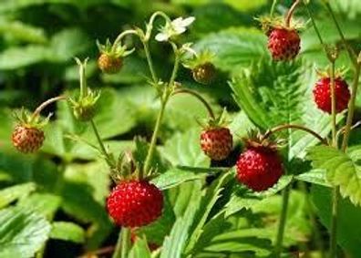 Samen Echte Wald-Erdbeere (Fragaria vesca), Walderdbeere