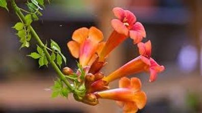 Samen Trompetenblume (Campsis / Bignonina radicans), Kletterpflanze