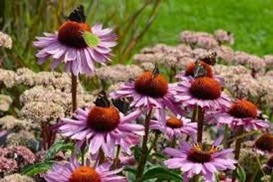 Echinacea purpurea,3 Pflanzen Purpuroter Sonnenhut, winterhart