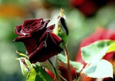 Edelrosen ´Black Baccara´, 1 Pflanze im Topf