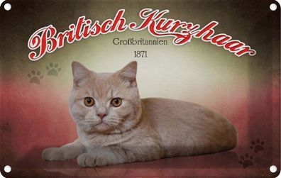 Blechschild 20x30 cm - Katze British Kurzhaar Großbritanien
