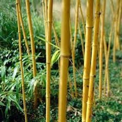 Riesenbambus ´Aureocaulis´ Phyllostachys aureosulcata aureocaulis ca 50cm