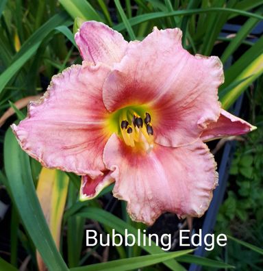 Hemerocallis ´Bubbling Edge´ Taglilie