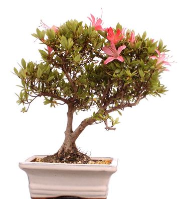 Bonsai - Jap. Satsuki Azalee , Rhododendron indicum 222/55