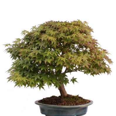 Bonsai - Acer palmatum, Japanischer Fächerahorn 218/245