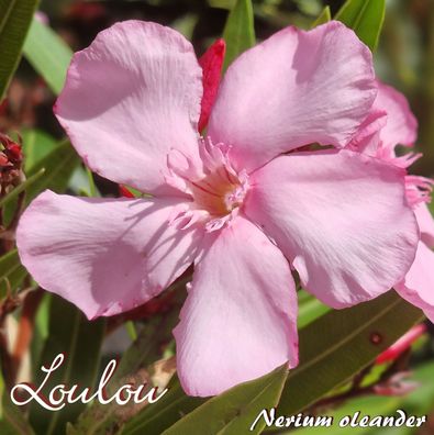 Oleander "Loulou" - Nerium oleander - Größe C03