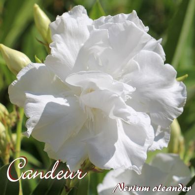 Oleander "Candeur" - Nerium oleander - Größe C08