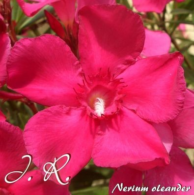 Oleander "J. R." - Nerium oleander - Größe C03