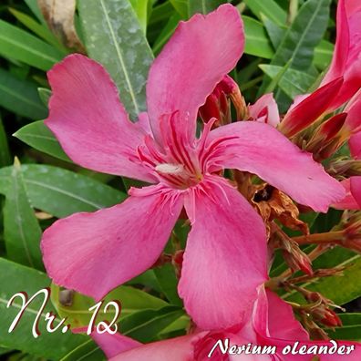 Oleander "Nr. 12" - Nerium oleander - Größe C03