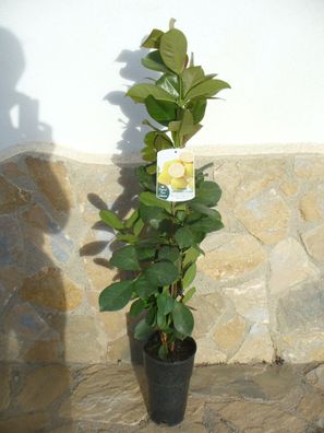 Zitronen-Guave - Psidium Lucidum, Gesundheitsfrucht 100-120 cm