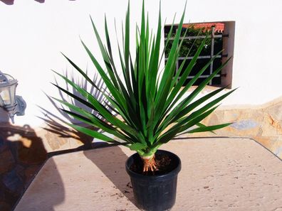 Dracaena Draco, Drago, kanarischer Drachenbaum - Eine rundum schöne Pflanze