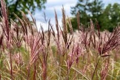 Chinaschilf "Red Chief" 1 Pflanze Miscanthus sinen winterhart