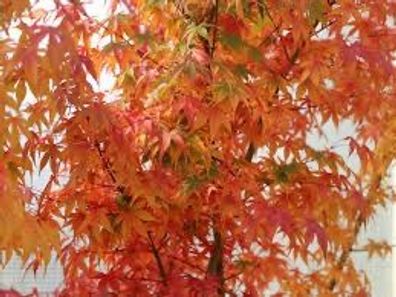 Japanischer Ahorn ´Katsura´, 1 Pflanze Acer palmatum