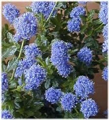 Immergrüne Säckelblume Blauer Ceanothus ´Blue Mound´