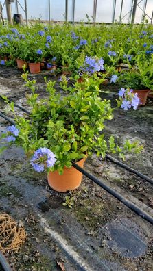 Plumbago auriculata Busch 60-90 cm - Chinesischer Bleiwurz - Pflanzen für garten