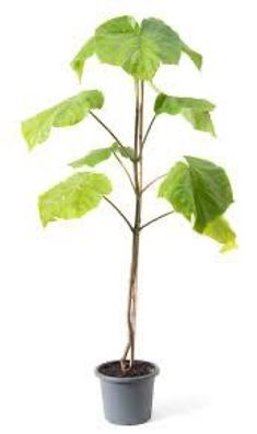 Blauglockenbaum Superhybrid Paulownia Setzlinge Baum Pflanze 80-100cm