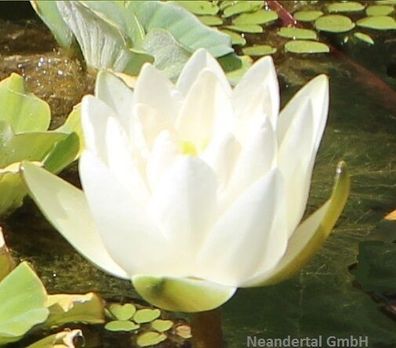 Geburtstagsgeschenk Kleinste Seerose der Welt ! Virginalis Bonsai Knolle & Düngekugel