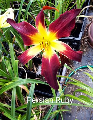 Hemerocallis ´Persian Ruby´ Taglilie