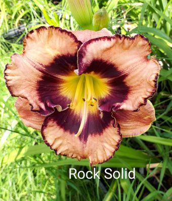 Hemerocallis ´Rock Solid´ Taglilie