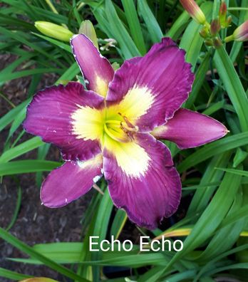 Hemerocallis ´Echo Echo´ Taglilie