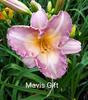 Hemerocallis ´Mavis Gift´ Taglilie