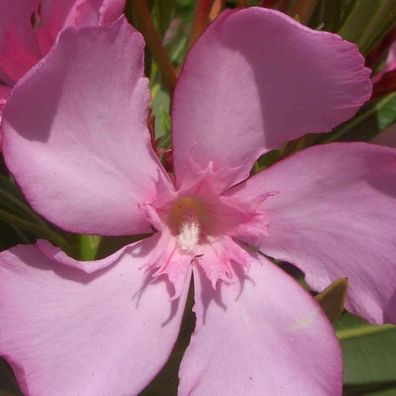 Oleander 80-100 cm Nerium oleander Rosa -Emile - Kübelpflanze