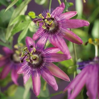 Passiflora 'Amethyst' 70-100 cm Passionsblume Kletterpflanze winterhart bis -8°C