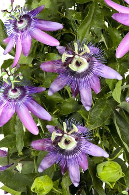 Passiflora Betty Myles Young 70-100 cm Passionsblume winterhart bis -8°C