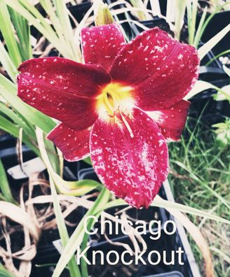 Hemerocallis ´Chicago Knockout´ Taglilie