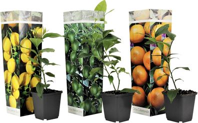 Citrus Pflanzen Mix 3er Set Zitronenbaum Orangenbaum Limettenbaum Höhe 25-40 cm