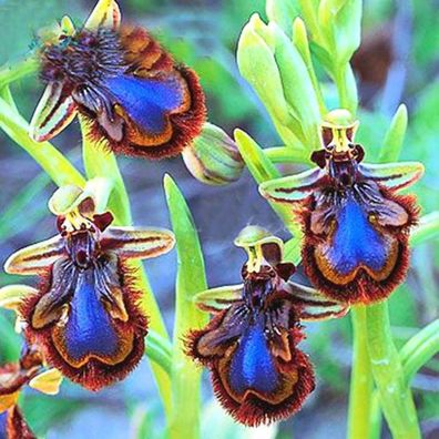 100 Teile/ Beutel Ophrys Apifera Samen Mehrjährige Natürliche Bunte Bienenorchide