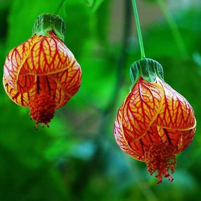 100 Stück/ Beutel Abutilon Pictum Samen Lebendige Glockenförmige Blume Nicht Hybr