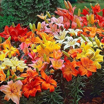 Lilien-Blumen-Samen, 100Pcs / Bag Lily Blumenzwiebeln Leicht Zu Kultivieren Desk