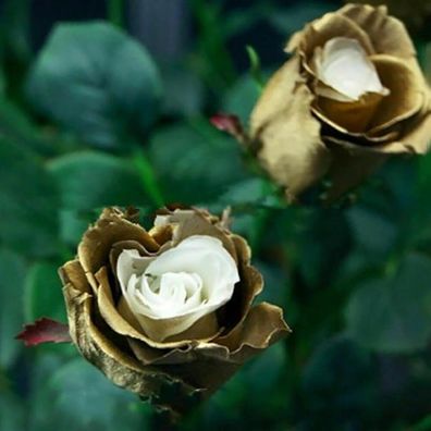 150 Stück/ Beutel Rosensamen, Gesunde, Krankheitsresistente, Kompakte, Natürliche