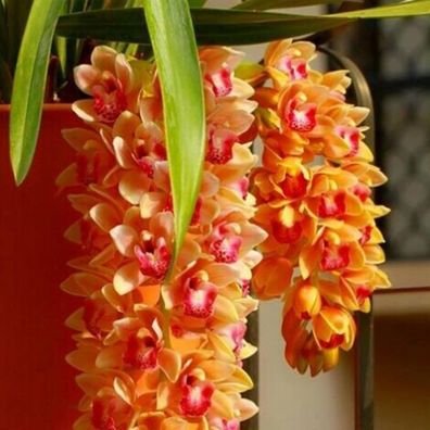 Cymbidium Faberi Seeds 100Pcs / Bag Flowering Umweltfreundliche Orange Duftende