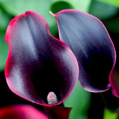 1 Beutel Zantedeschia Aethiopica Samen, Nützliche Kleine, Farbenfrohe Gartendeko